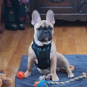 Meet your Posher, Dennis